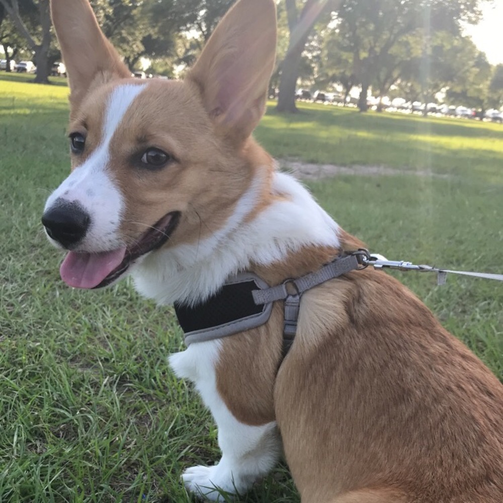 Meet your Posher, Denise